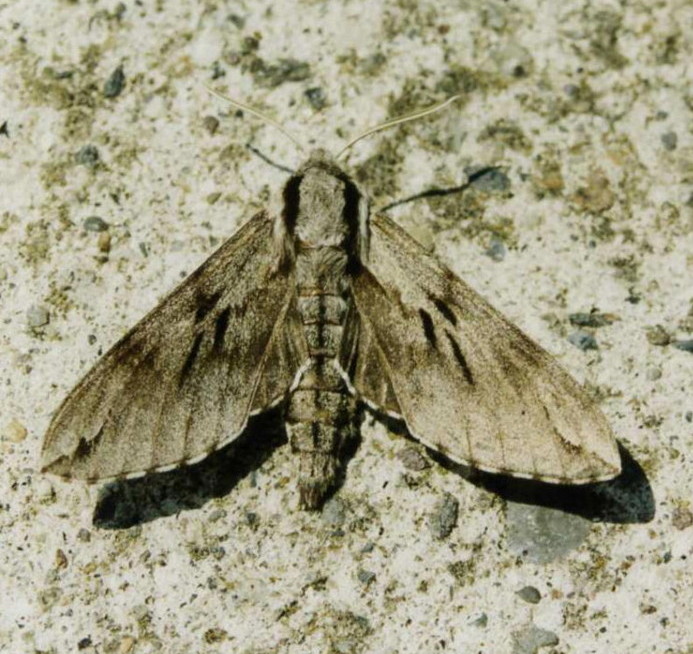 Sphinx pinastri (Lepidoptera, Sphingidae)